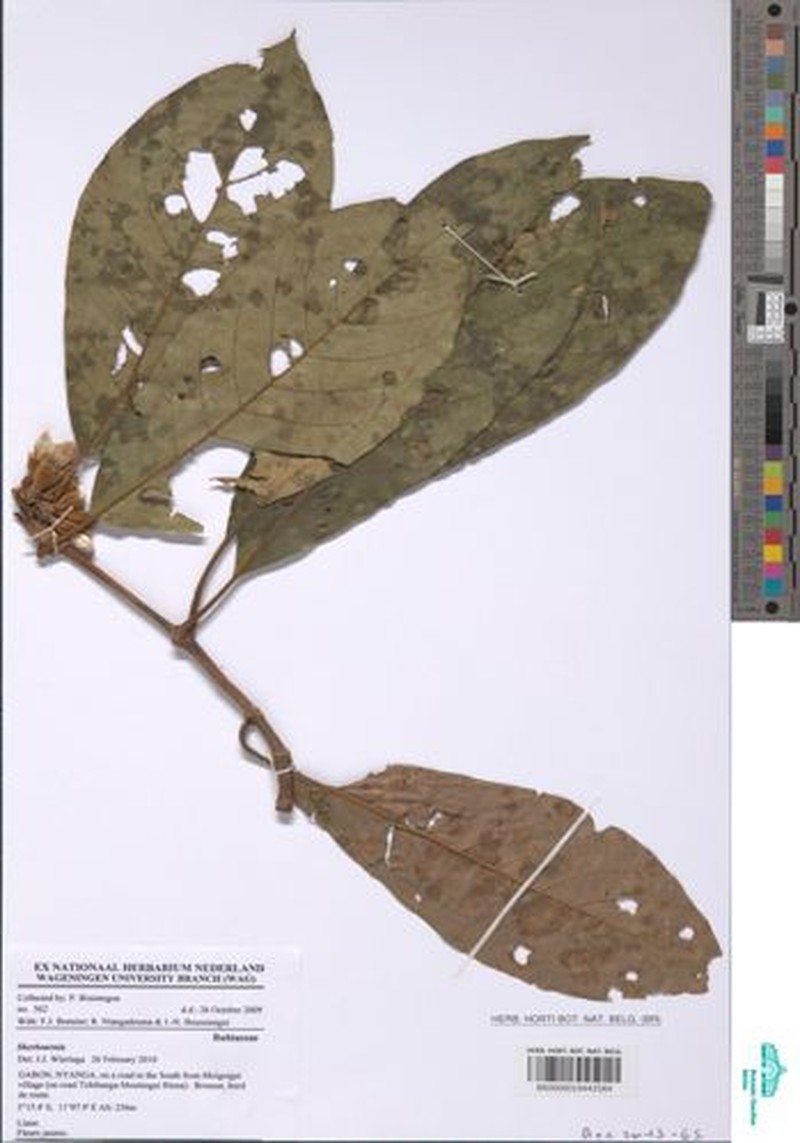 Aoranthe castaneofulva photo 2