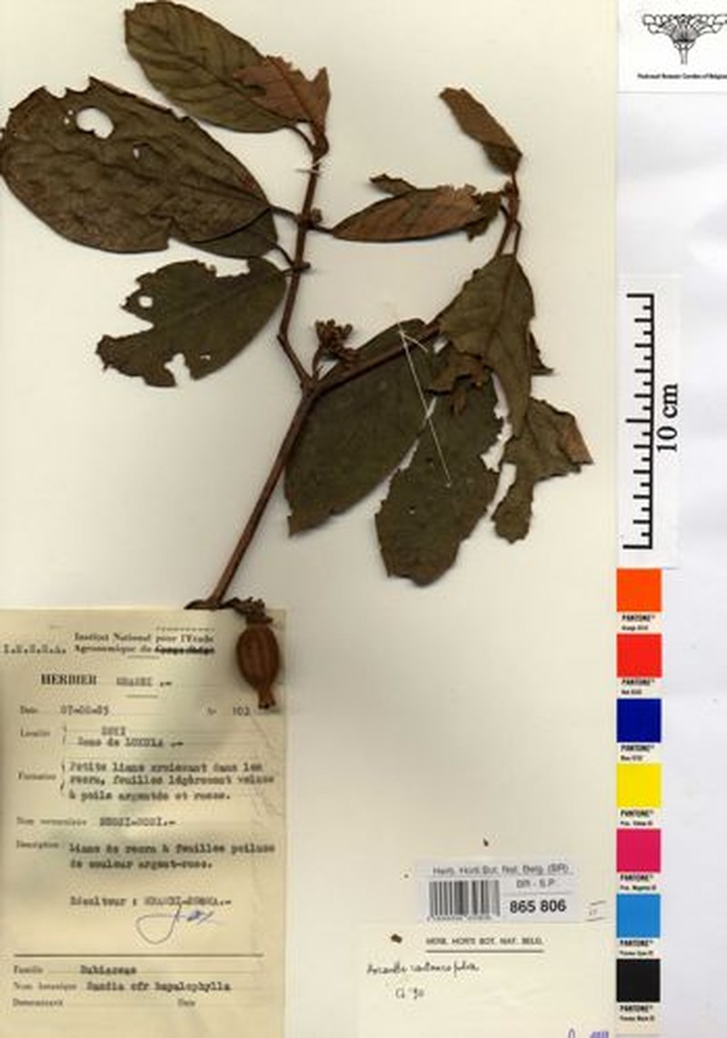 Aoranthe castaneofulva photo 3