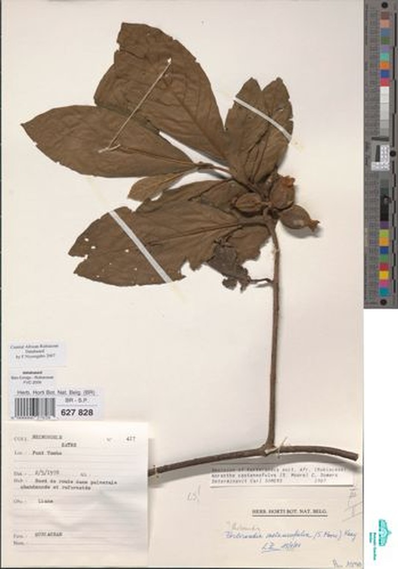Aoranthe castaneofulva photo 4