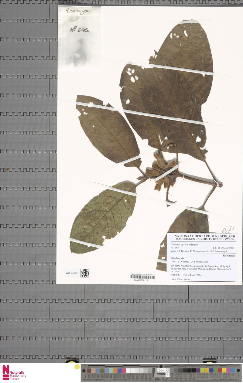 Aoranthe castaneofulva photo 5