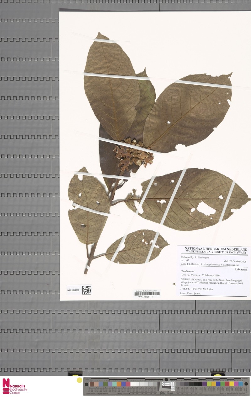 Aoranthe castaneofulva photo 6