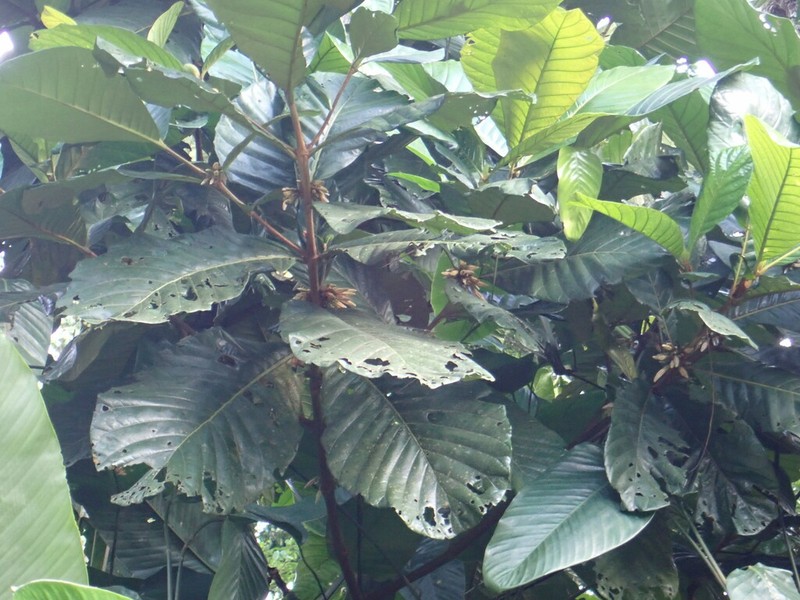 Aoranthe cladantha photo 4