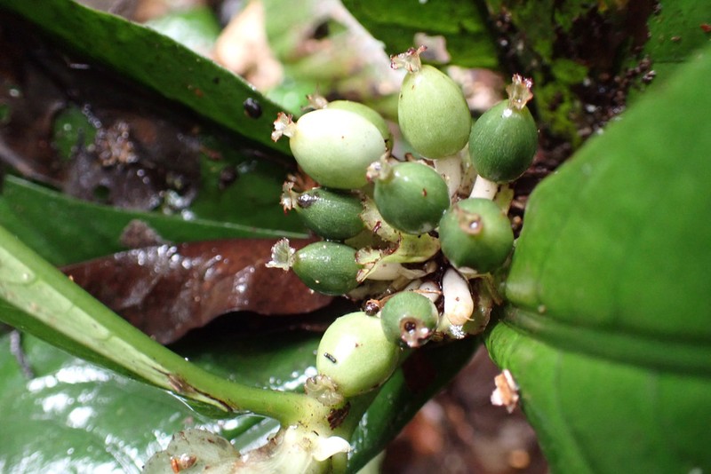 Aoranthe cladantha photo 5