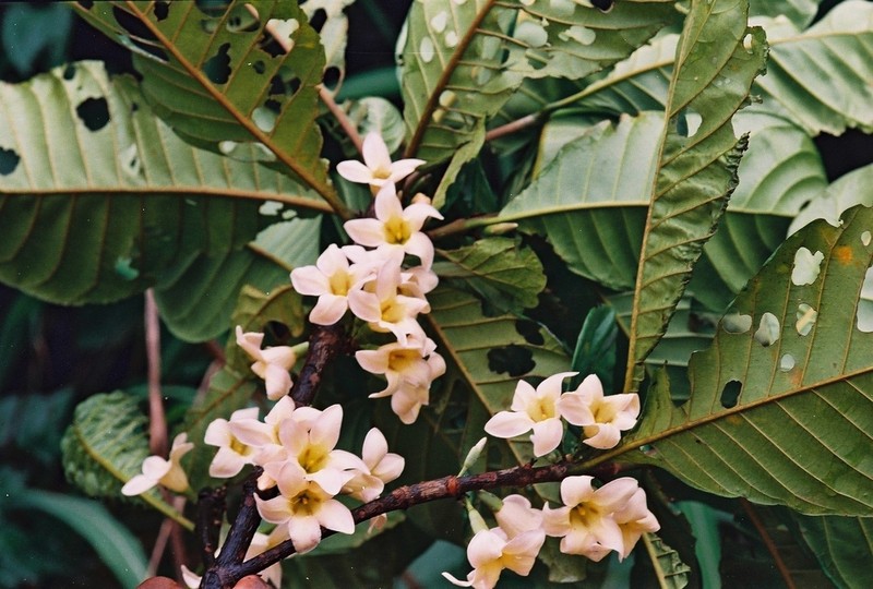 Aoranthe cladantha