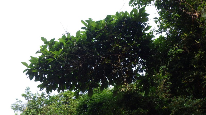 Aoranthe nalaensis