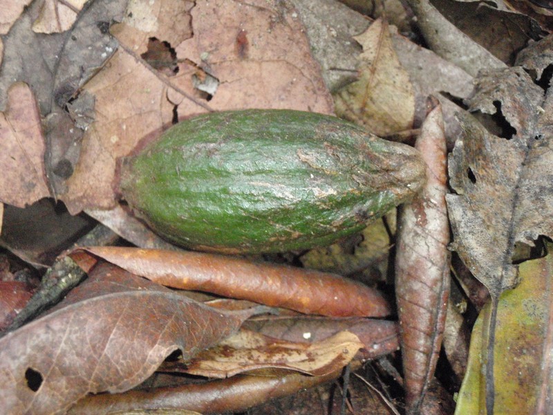 Aoranthe penduliflora photo 3