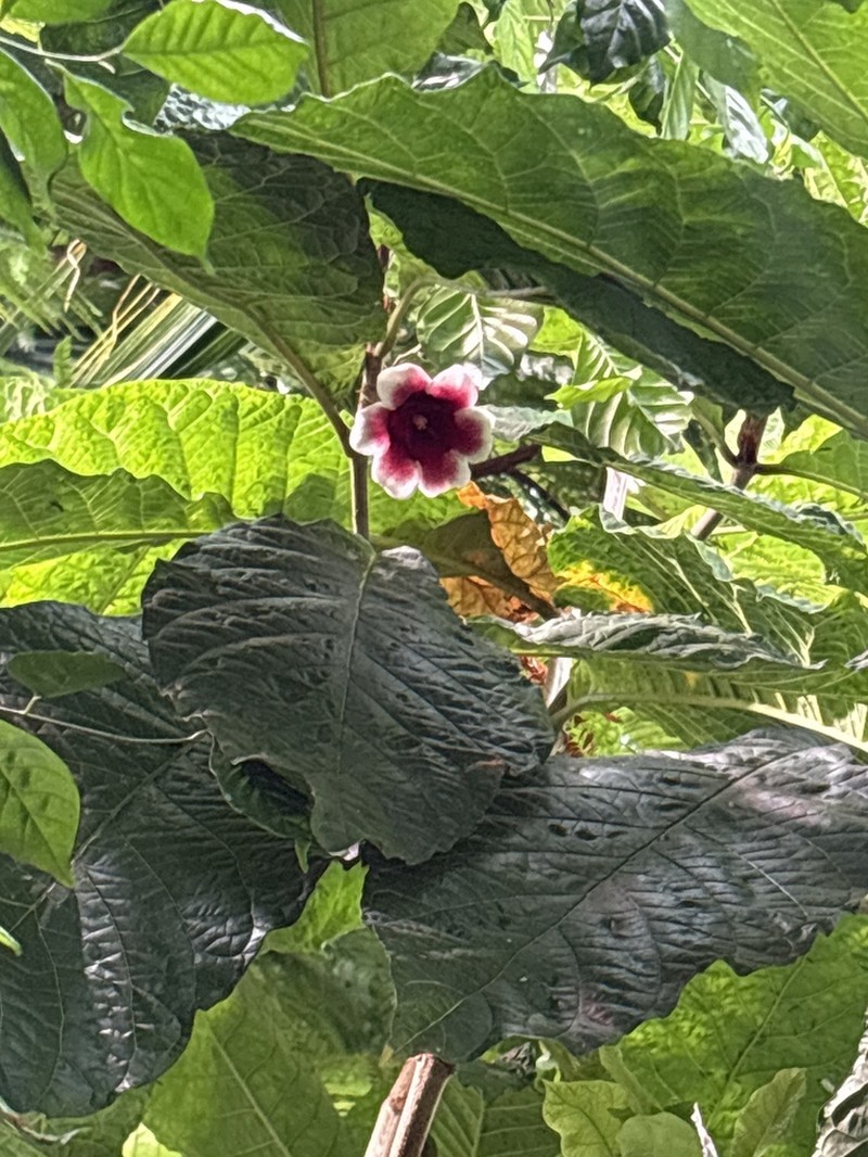 Aoranthe penduliflora photo 4