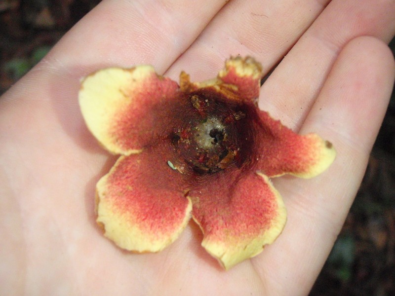 Aoranthe penduliflora photo 5