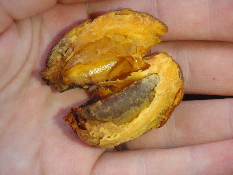 Aoranthe penduliflora photo 6