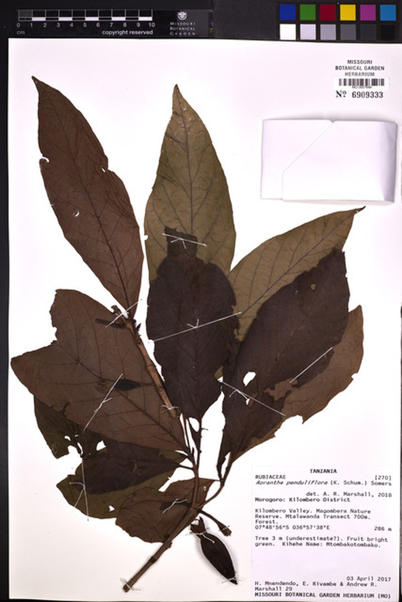 Aoranthe penduliflora photo 8
