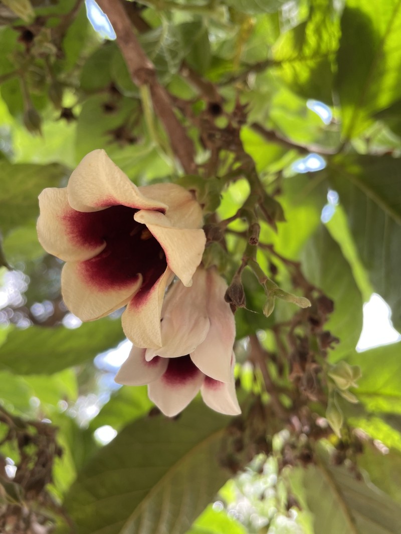 Aoranthe penduliflora photo 2
