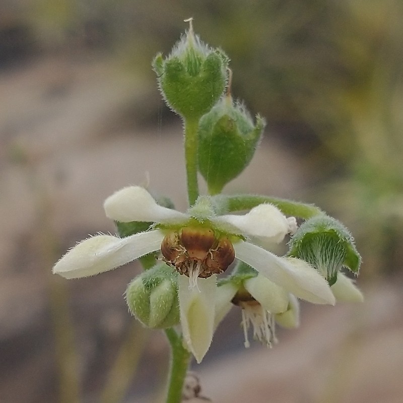 Aosa gilgiana