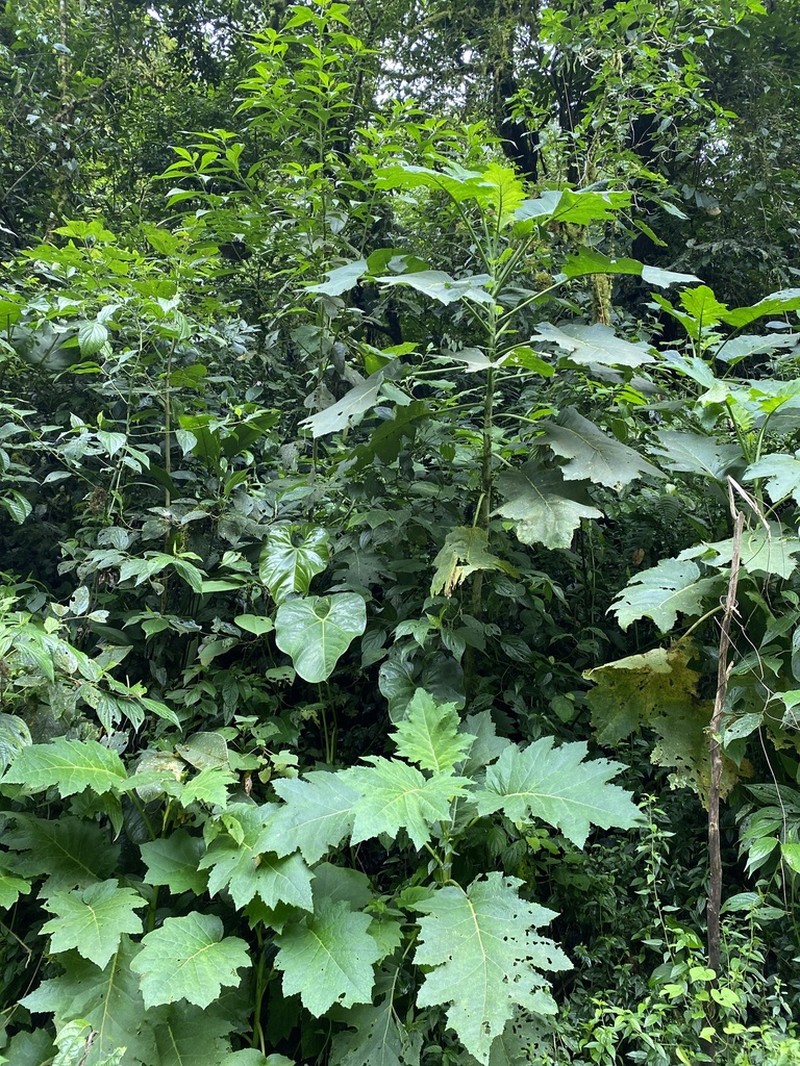 Aosa grandis