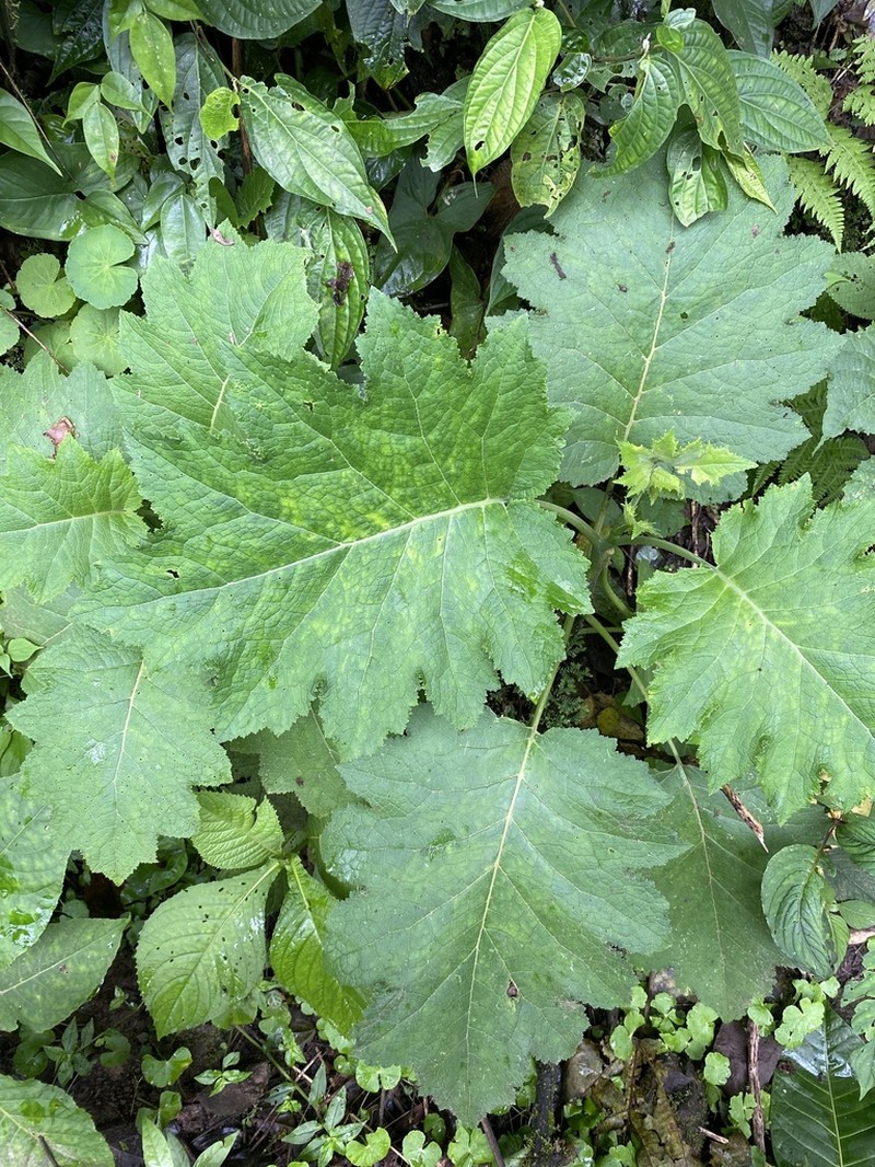Aosa grandis photo 2