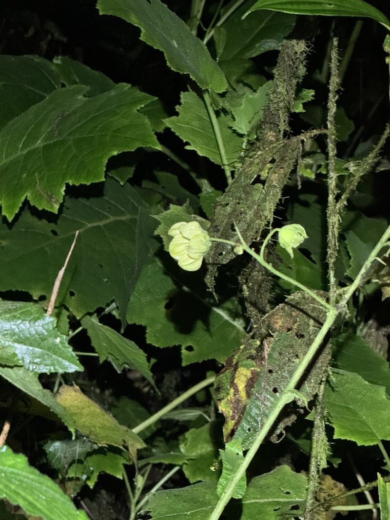 Aosa grandis photo 3