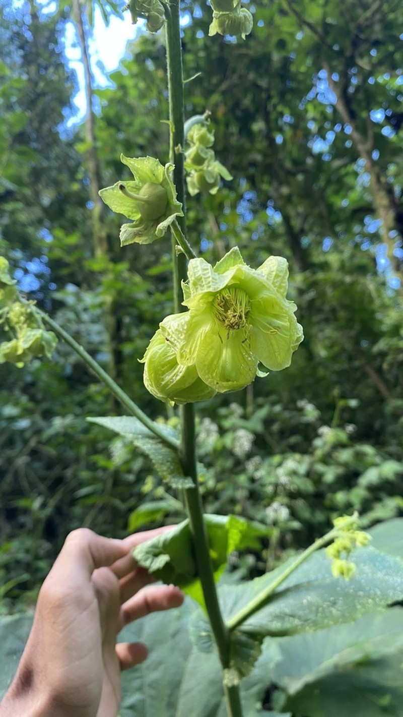 Aosa grandis photo 4