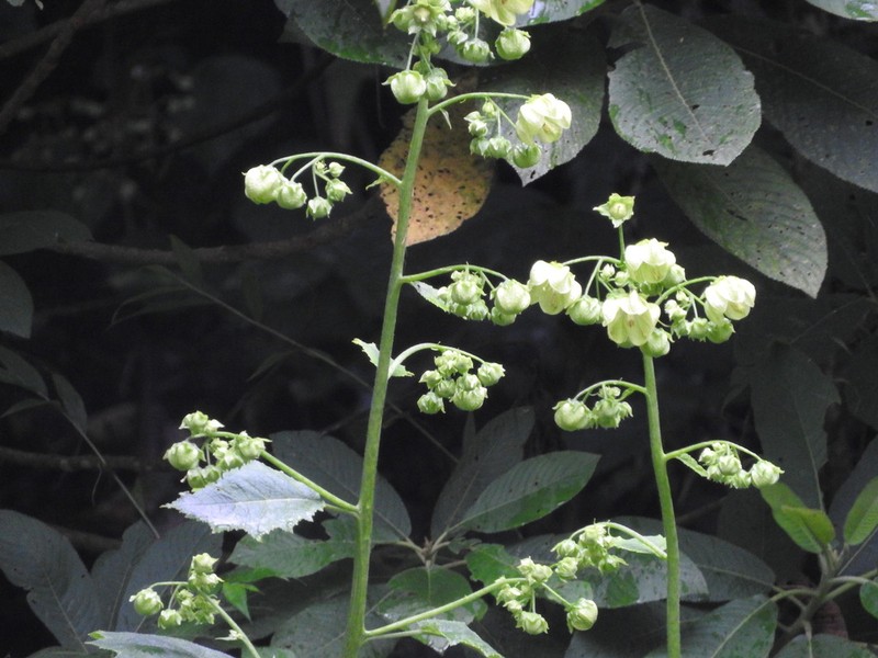 Aosa grandis photo 5