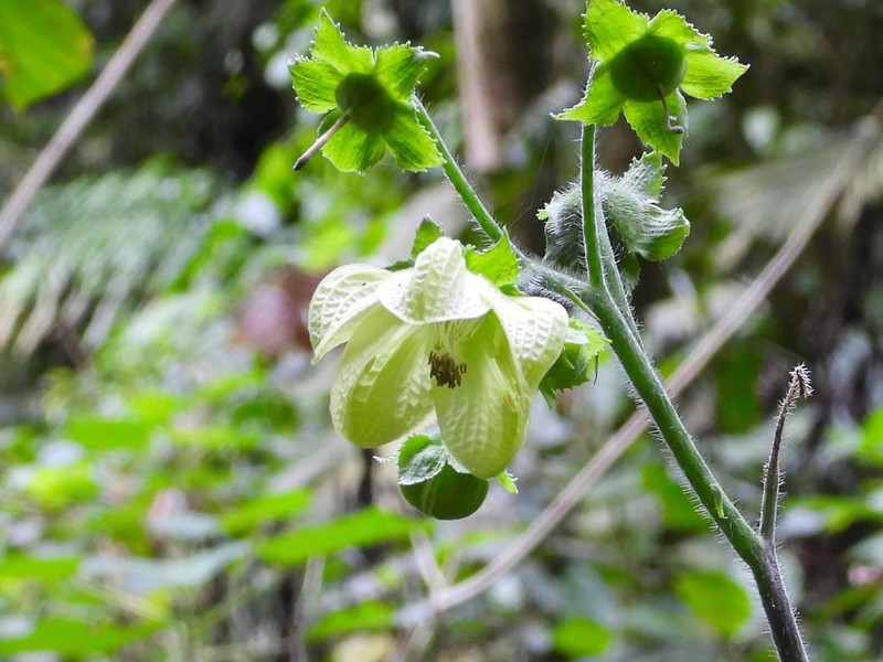 Aosa grandis photo 6