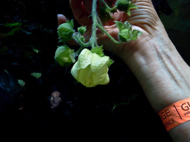 Aosa grandis photo 7
