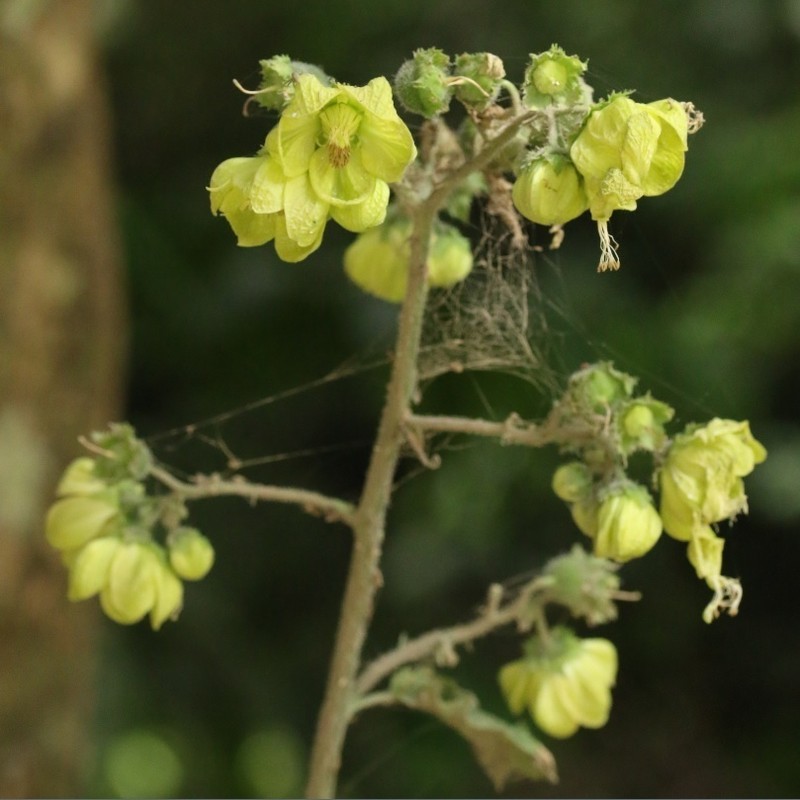 Aosa grandis photo 8