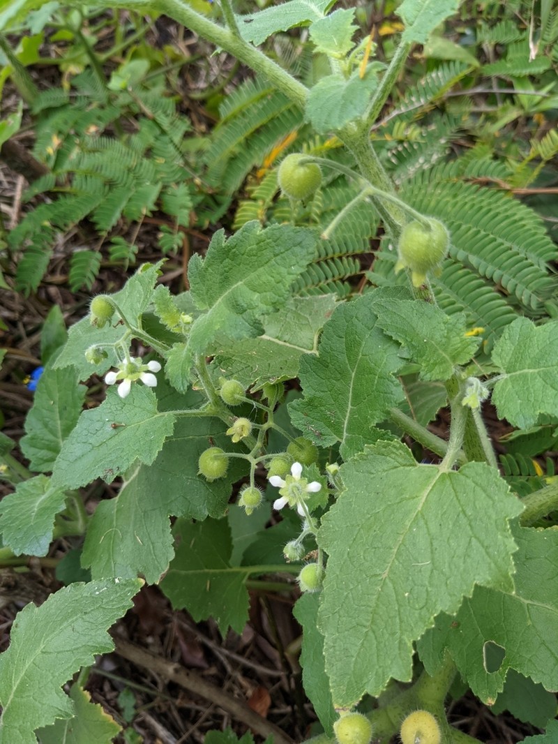 Aosa parviflora