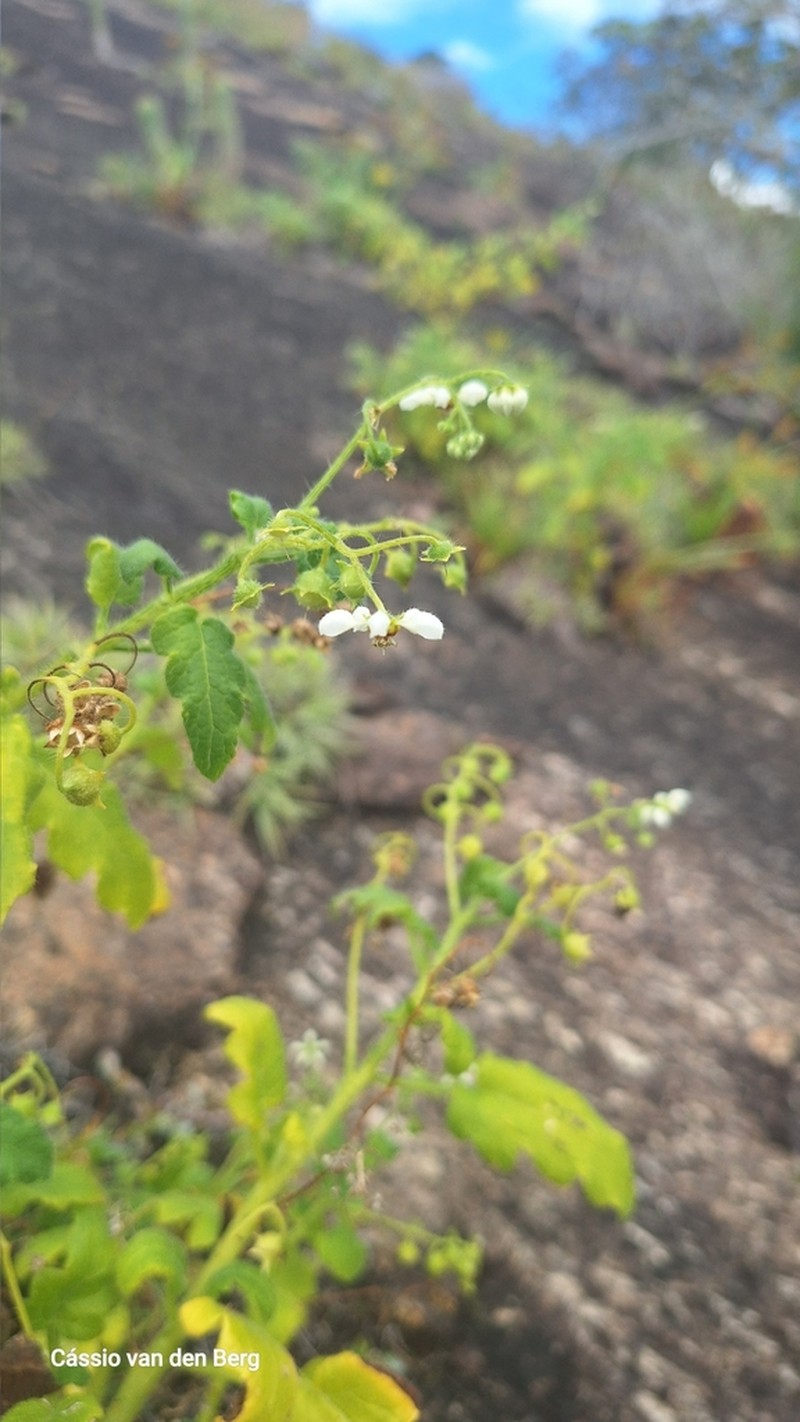 Aosa parviflora photo 2