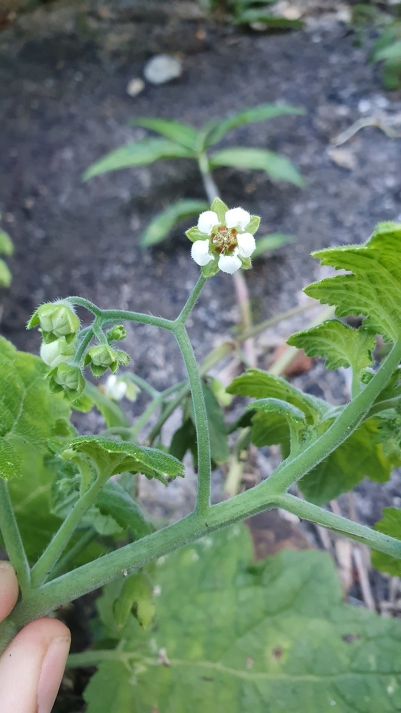 Aosa parviflora photo 3
