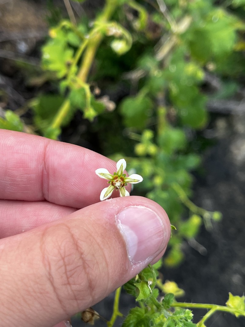 Aosa parviflora photo 4