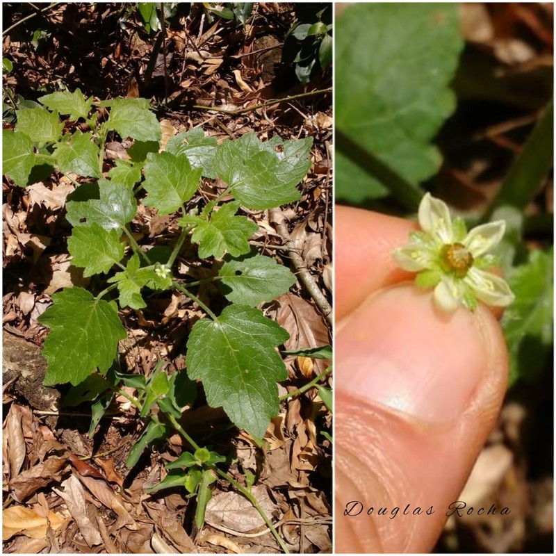 Aosa parviflora photo 5