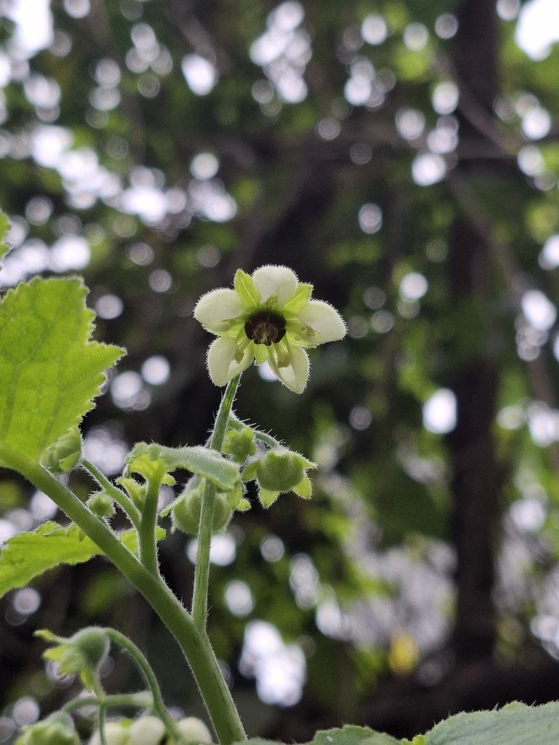 Aosa parviflora photo 6