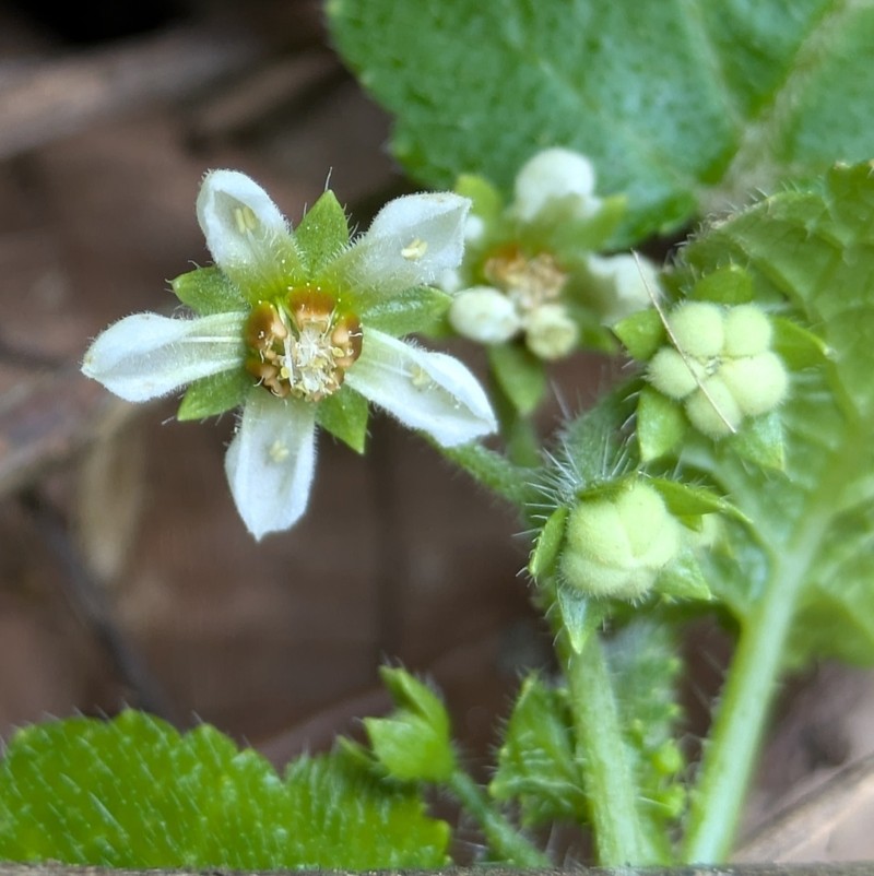 Aosa parviflora photo 7