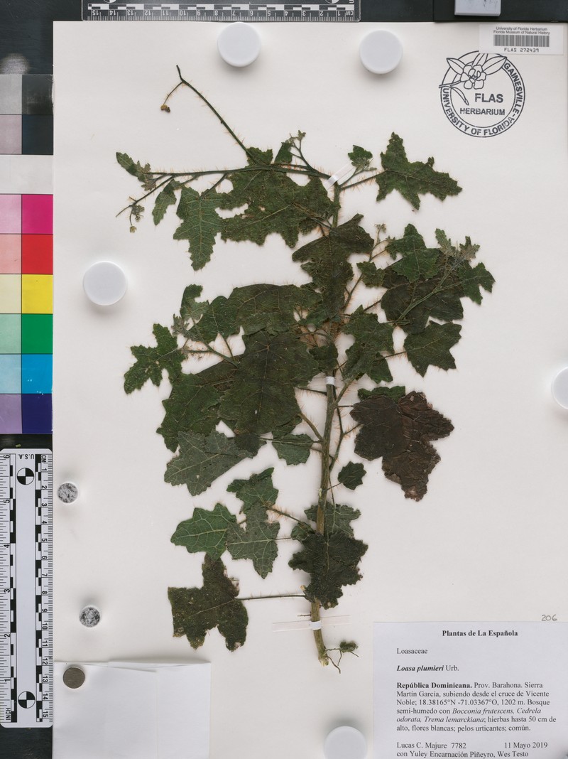 Aosa plumieri photo 2