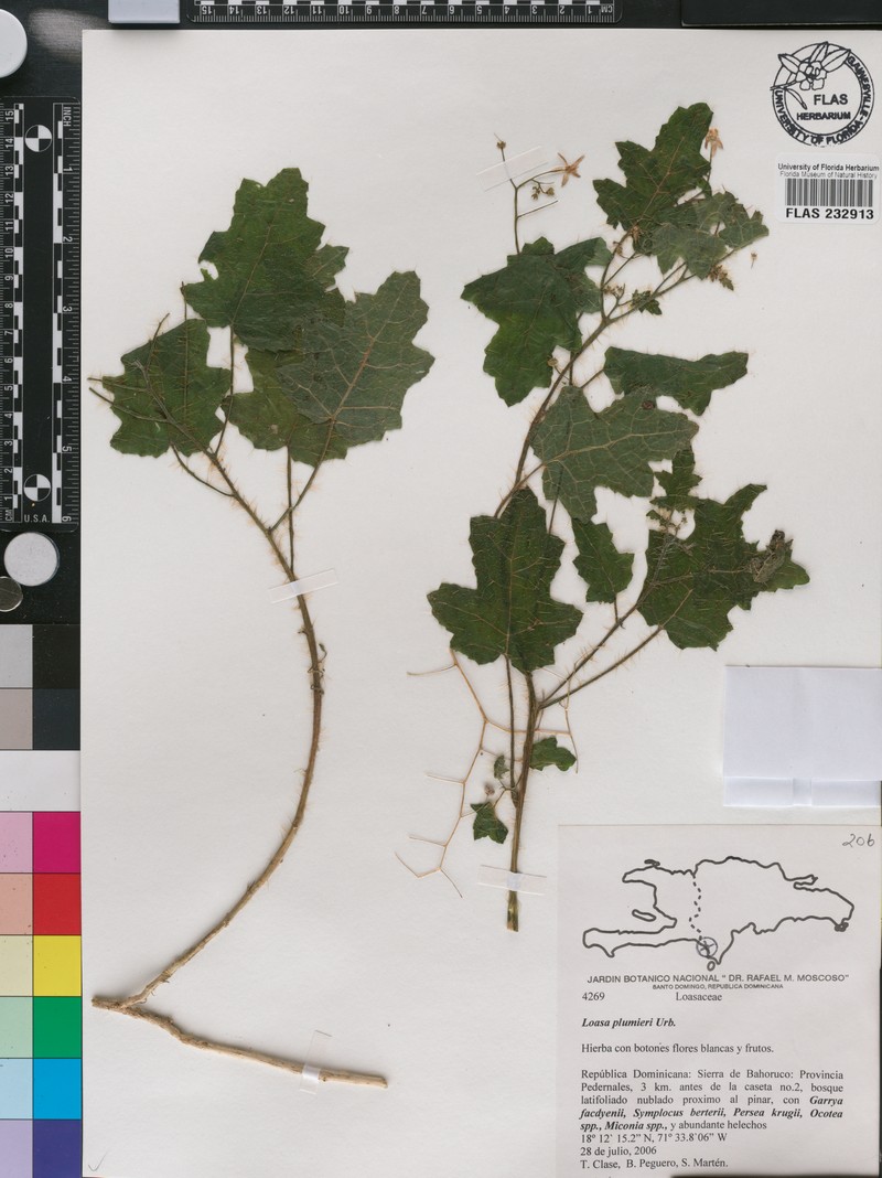 Aosa plumieri photo 3
