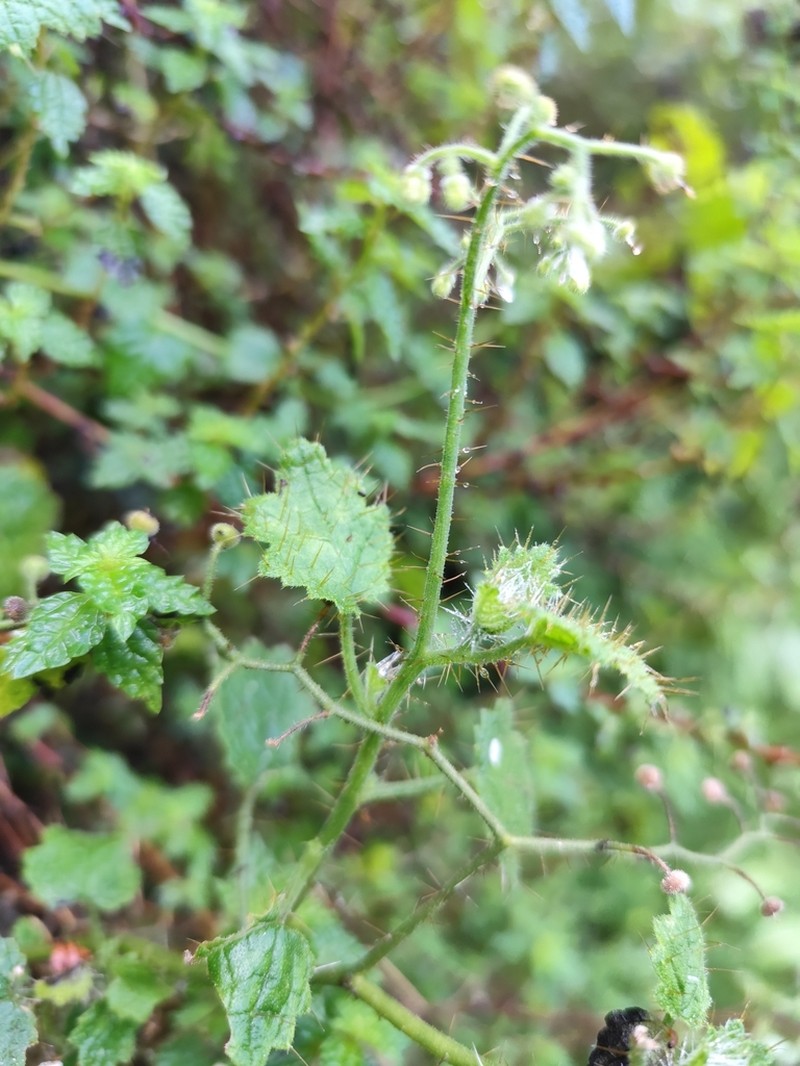 Aosa plumieri
