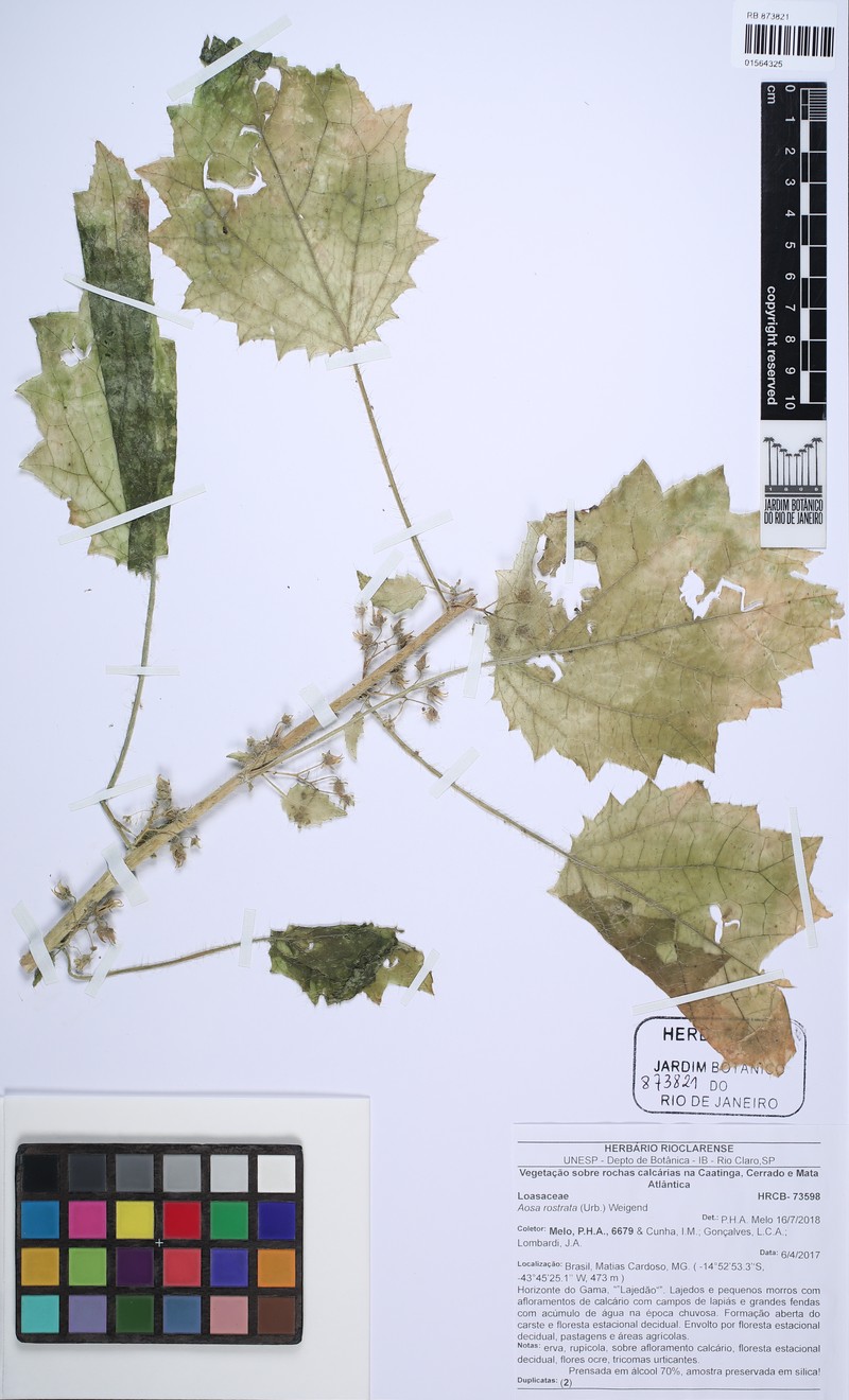 Aosa rostrata photo 2