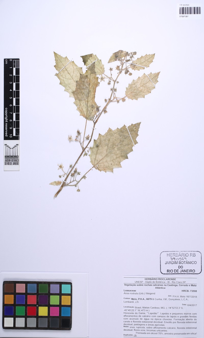 Aosa rostrata photo 3