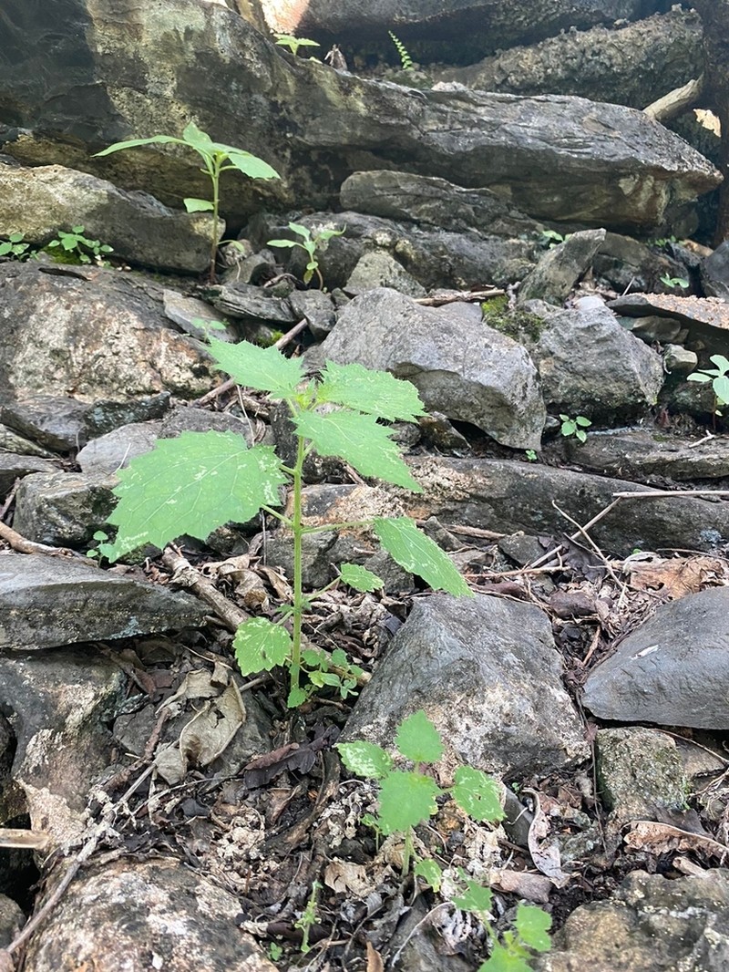 Aosa rostrata photo 5