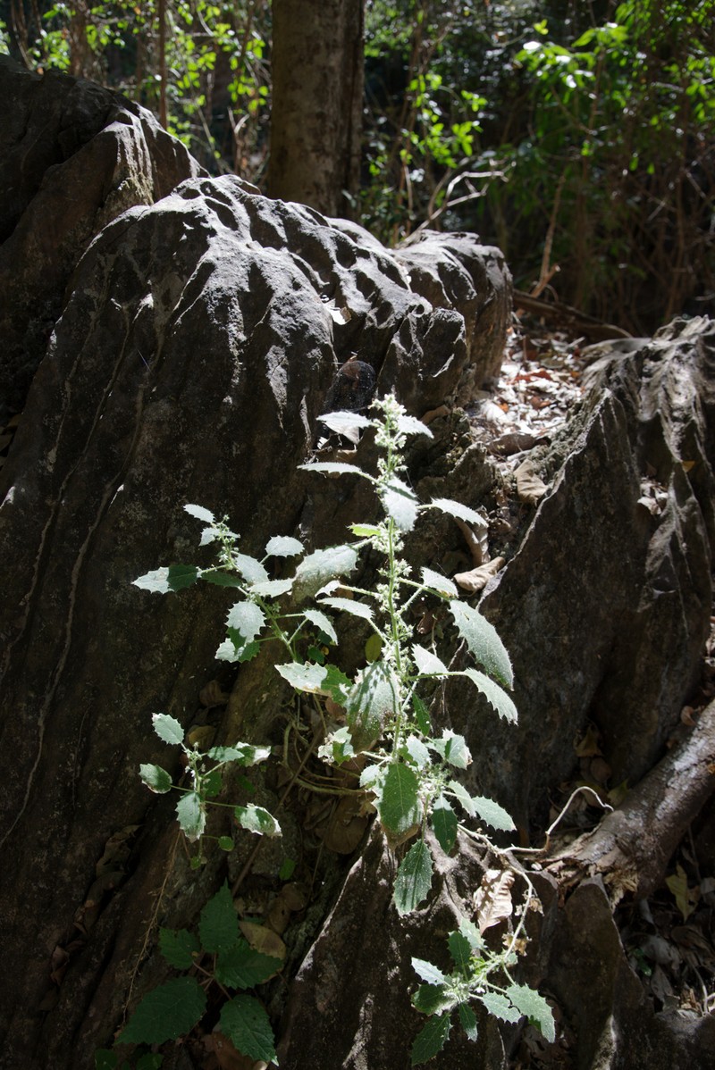 Aosa rostrata photo 6