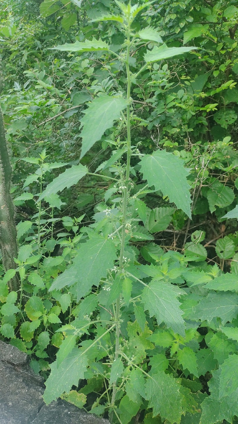 Aosa rostrata photo 7