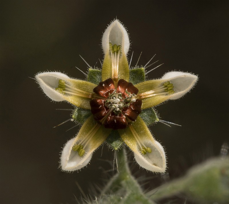 Aosa rupestris