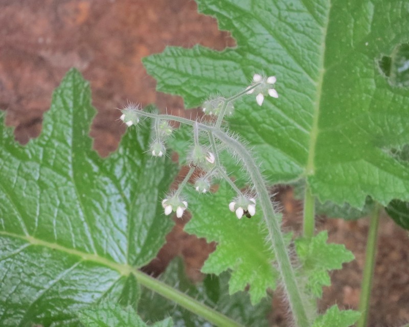 Aosa rupestris photo 2
