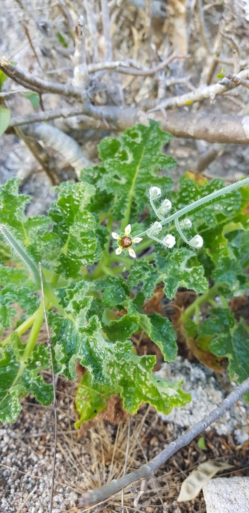 Aosa rupestris photo 3