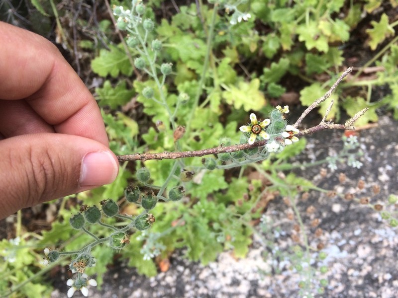 Aosa rupestris photo 4