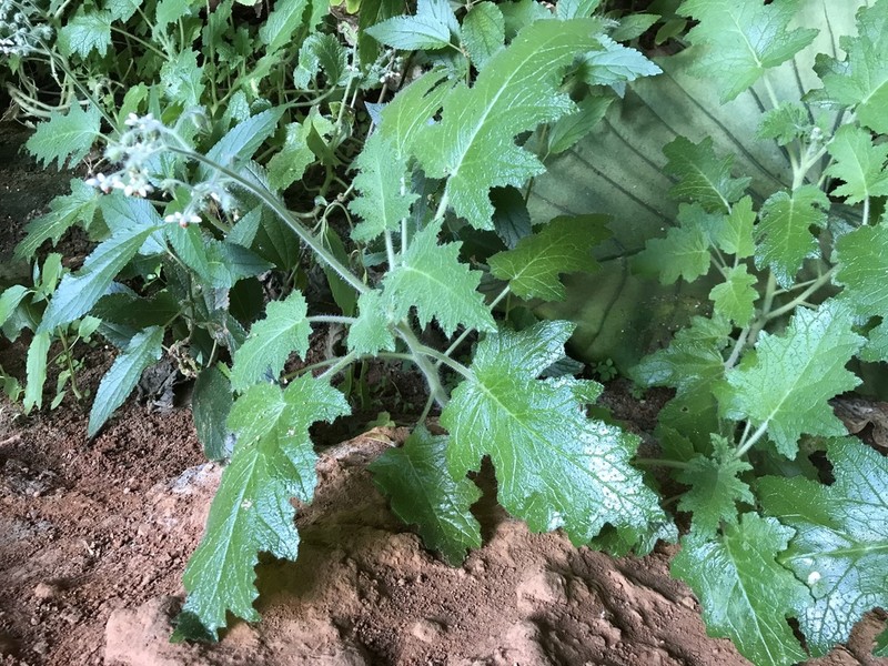 Aosa rupestris photo 5