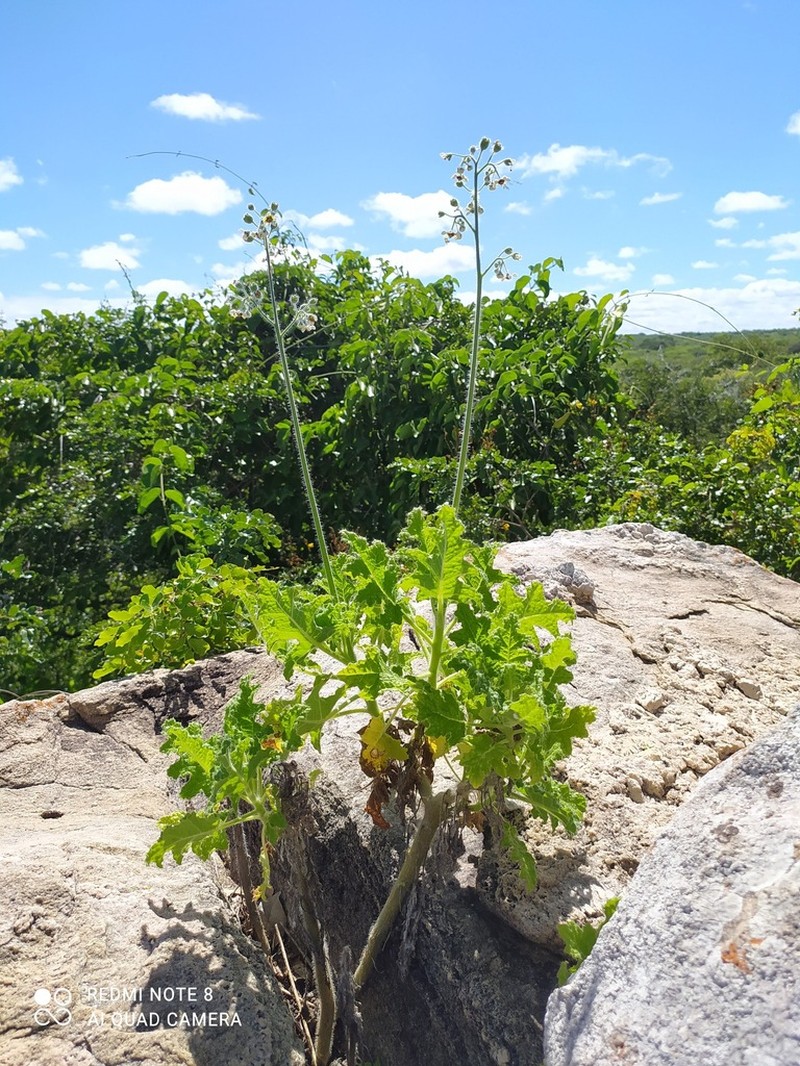 Aosa rupestris photo 6