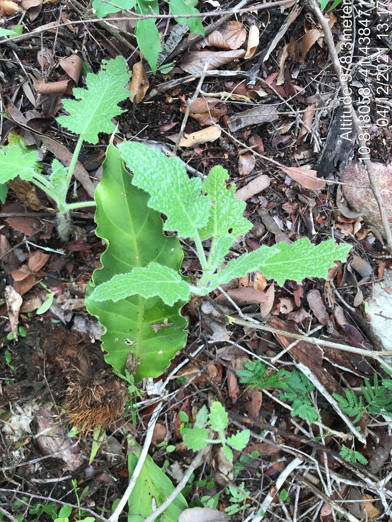Aosa rupestris photo 7