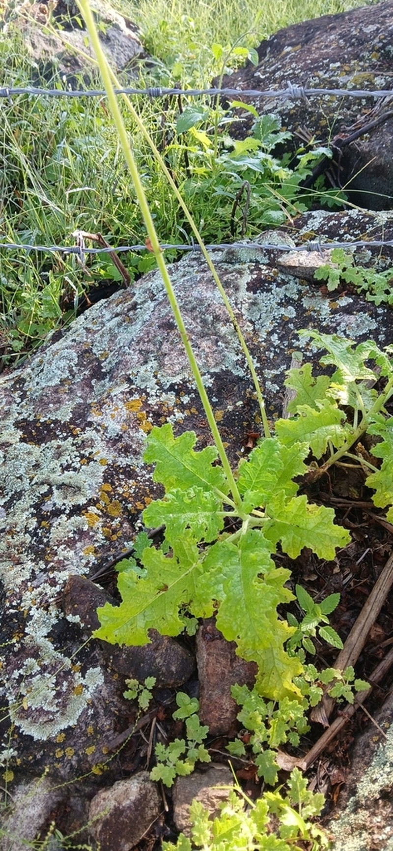 Aosa rupestris photo 8