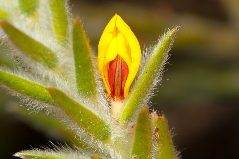 Aotus carinata