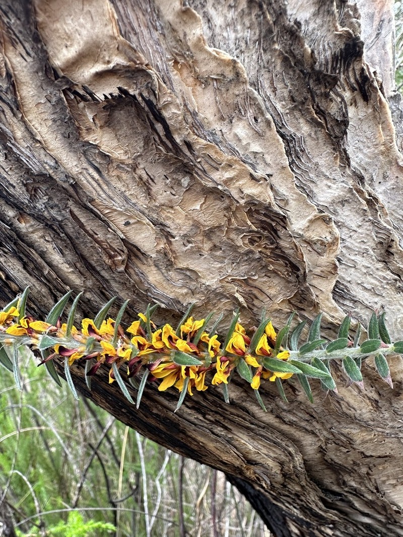 Aotus carinata photo 2