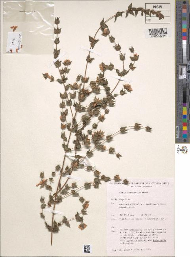 Aotus cordifolia photo 2